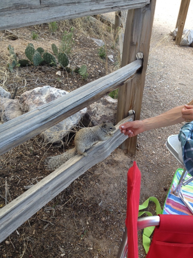 Squirrel at Tent Rocks